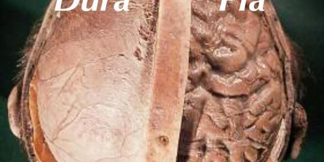 Pia Mater