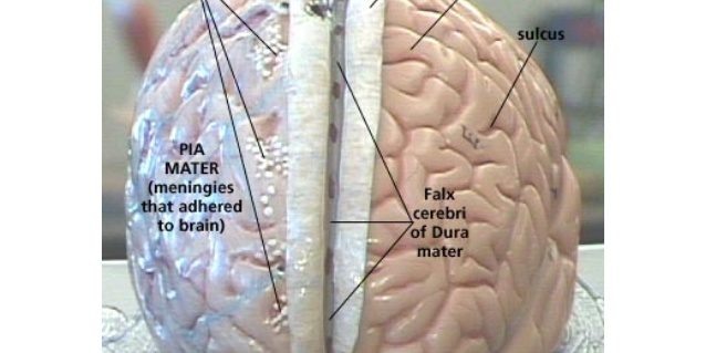 The Arachnoid Mater Revisited!