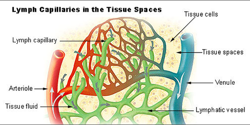Fascia and the Lymphatic System